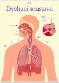 Dýchací soustava - A2