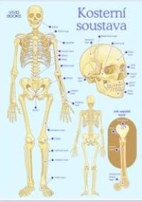 Kosterní soustava - B0